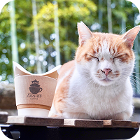 寝ている猫