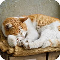 寝ている猫